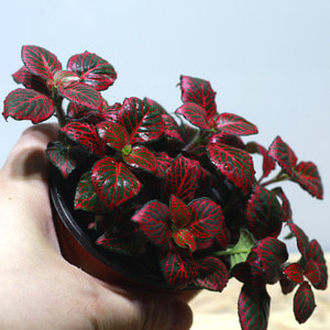 테라리움 식물 피토니아 핑크 1포트