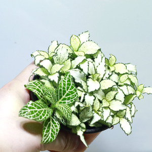 테라리움 식물 피토니아 화이트스타 1포트