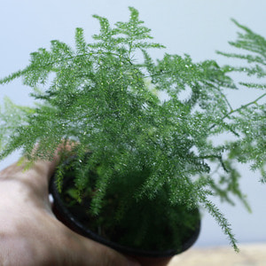 테라리움 식물 아스파라거스 1포트