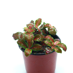 테라리움 식물 피토니아 오렌지스타 1포트