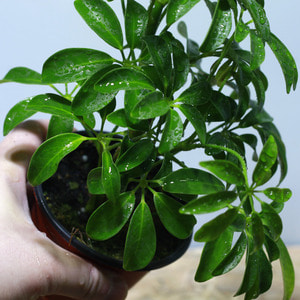 테라리움 식물 홍콩야자 1포트