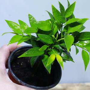 테라리움 식물 죽백나무 1포트