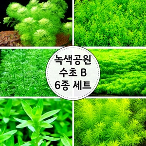 (수초) 녹색공원B 6종세트