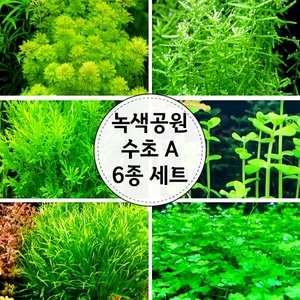 (수초) 녹색공원A 6종세트