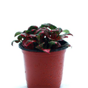 피토니아 핑크 테라리움식물