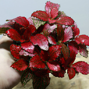 테라리움 식물 피토니아 레드스타 1포트