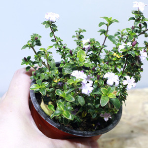 테라리움 식물 야생화 두메별꽃 단정화 1포트
