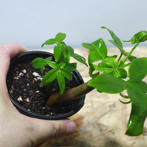 테라리움 식물 파키라 1포트